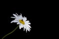 Isolate of ÃÂhamomile flower on black background